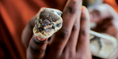 Serpentarium de l’Institut Pasteur de Côte d’Ivoire - Photo 1