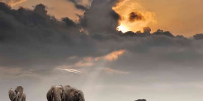 Simba paka safaris - Photo 2
