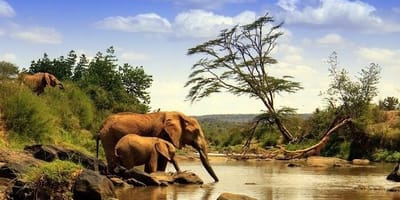 Simba paka safaris - Photo 3
