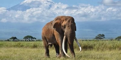 Simba paka safaris - Photo 1