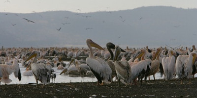 Guided small group kenya adventure wildlife safaris. - Photo 1