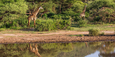 Guided small group kenya adventure wildlife safaris. - Photo 7