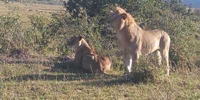 Guided small group kenya adventure wildlife safaris. - Photo 4