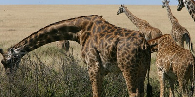 Guided small group kenya adventure wildlife safaris. - Photo 2