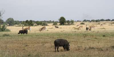 Guided small group kenya adventure wildlife safaris. - Photo 8