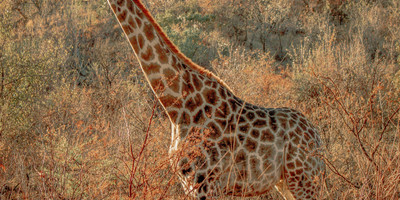 Spectacular 4 days masai mara / lake nakuru camping safari - Photo 3