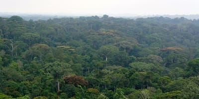 Parc National Tai - Photo 1