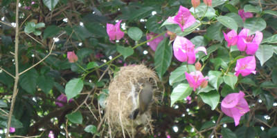 Tamambo Blixen - Photo 3