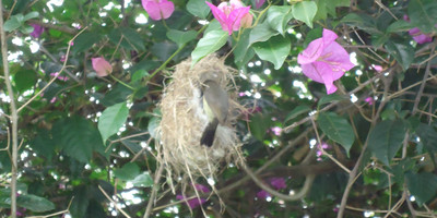 Tamambo Karen Blixen - Photo 2