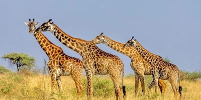 8 day tanzania private adventure safari - Photo 1