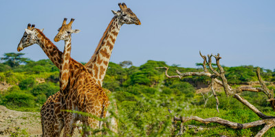 Tanzania safari - Photo 5