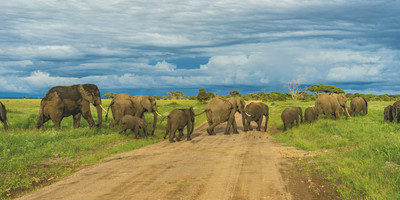 Tanzania safari - Photo 4