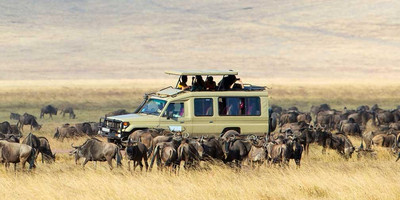 Tanzania safari - Photo 1