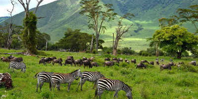 Tanzania safari - Photo 3