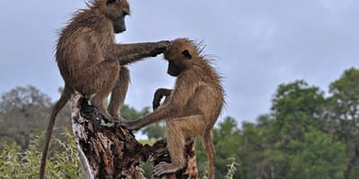 Tarangire National Park Full Day Trip - Photo 2