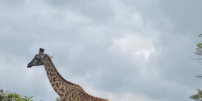 Tarangire ,ngorongoro ,manyara - Photo 11