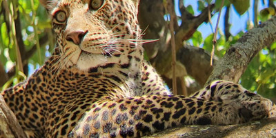 Tarangire ,ngorongoro ,manyara - Photo 12