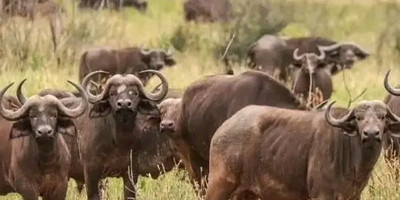 Tarangire ,ngorongoro ,manyara - Photo 6