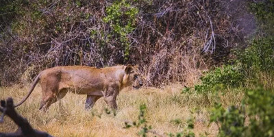 Tarangire ,ngorongoro ,manyara - Photo 16