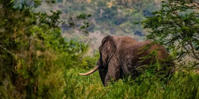 Tarangire ,ngorongoro ,manyara - Photo 15