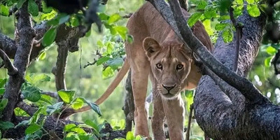 Tarangire ,ngorongoro ,manyara - Photo 19