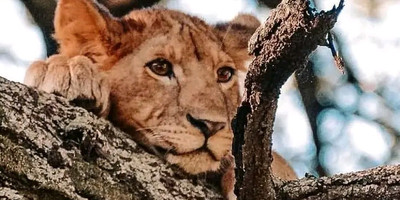 Tarangire ,ngorongoro ,manyara - Photo 18