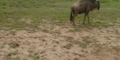 Tarangire ,ngorongoro ,manyara - Photo 14