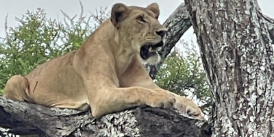 Tarangire ,ngorongoro ,manyara - Photo 5