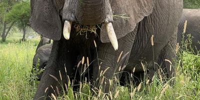 Tarangire ,ngorongoro ,manyara - Photo 8