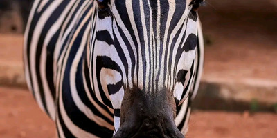 Tarangire ,ngorongoro ,manyara - Photo 10