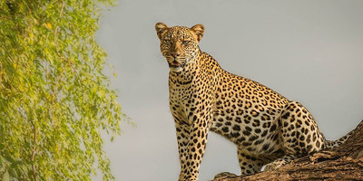 Taste of kenya - Photo 3