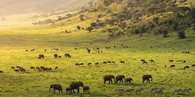 The great migration safari - Photo 15