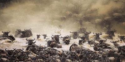 The great migration safari - Photo 1