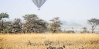 The great migration safari - Photo 9