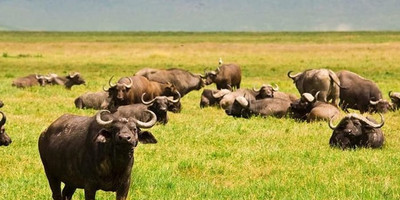 The great migration safari - Photo 18