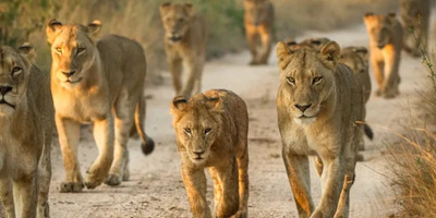 The great migration safari - Photo 13