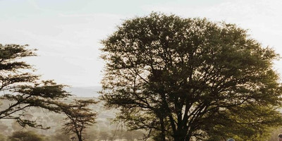 The great migration safari - Photo 12