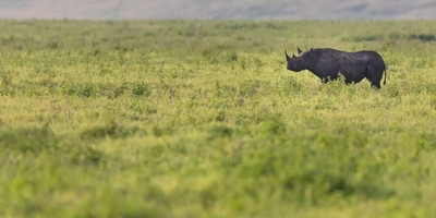 The great migration safari - Photo 17