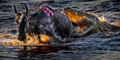 The great migration safari - Photo 2