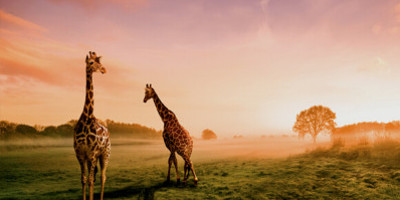 The great migration safari - Photo 11