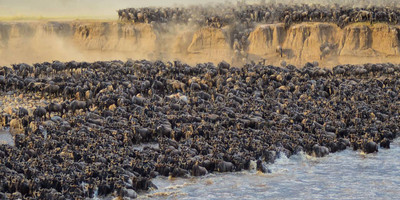 The great migration safari - Photo 4