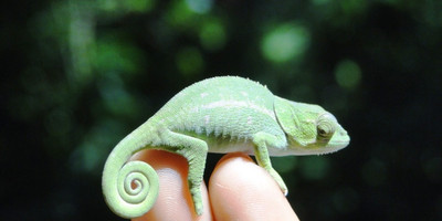 Madagascar north west paradise - Photo 9