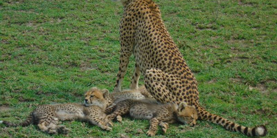 The Stargazer's Dream 5 Days Camping Safari - Photo 7