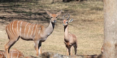 Tsavo east and west safari - Photo 1