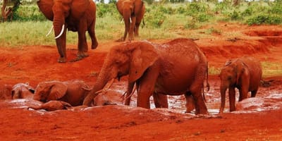 Tsavo east and west safari - Photo 6