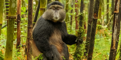 Uganda-rwanda expedition - Photo 2
