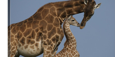 Uganda-rwanda expedition - Photo 3