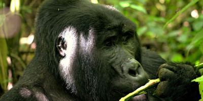 10 days gorillas and game safari in uganda - Photo 1