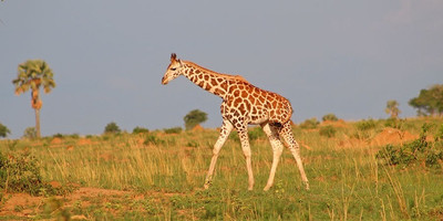 15 days uganda wildlife and activity holiday - Photo 1