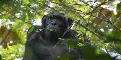 8 days uganda wildlife holiday - Photo 1